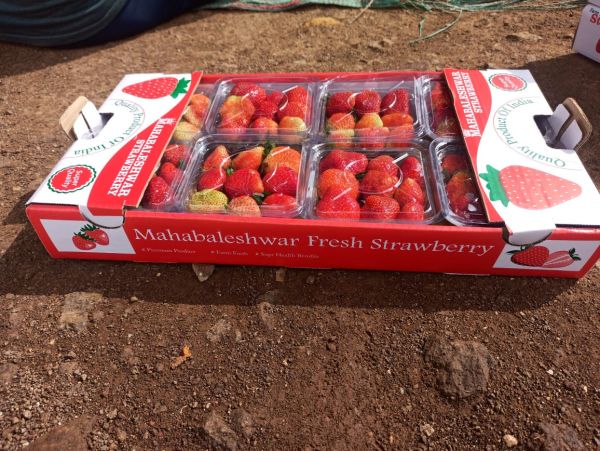 स्ट्रॉबेरी